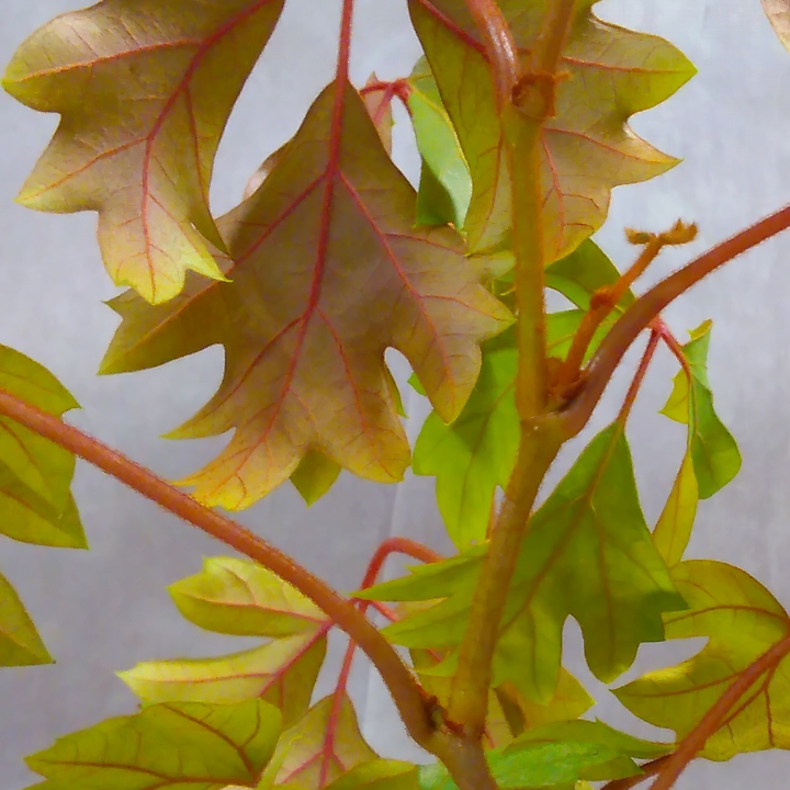 Plant image Cissus rhombifolia