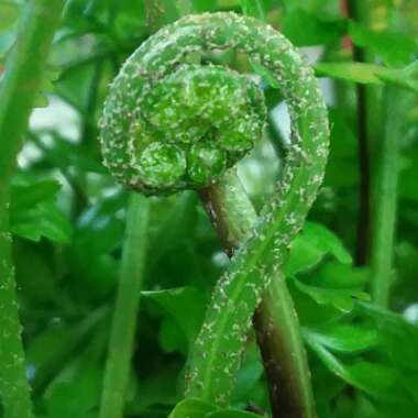 Asplenium Bulbiferum