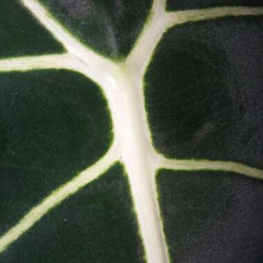 Alocasia reginula