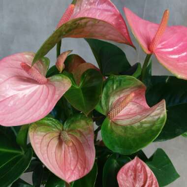 Anthurium (Andraeanum Group)  syn. Anthurium andraeanum