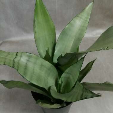 Sansevieria trifasciata 'Moonshine'