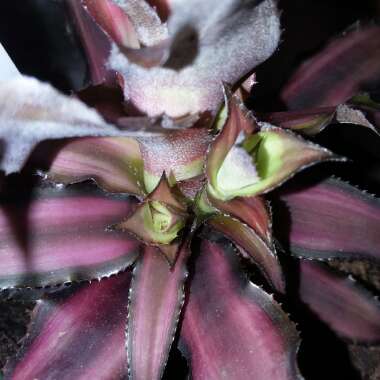 Cryptanthus Bivittatus