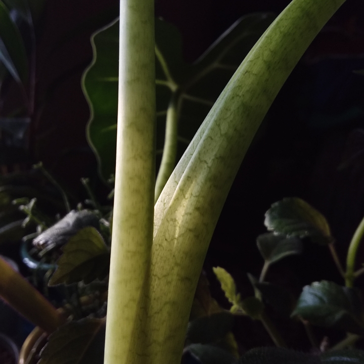 Plant image Alocasia reginula