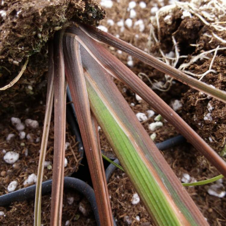 Plant image Dracaena indivisa 'Spikes'