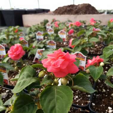 Impatiens walleriana