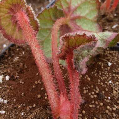 Begonia (Rex Cultorum Group) 'Escargot' syn. Begonia rex 'Escargot'