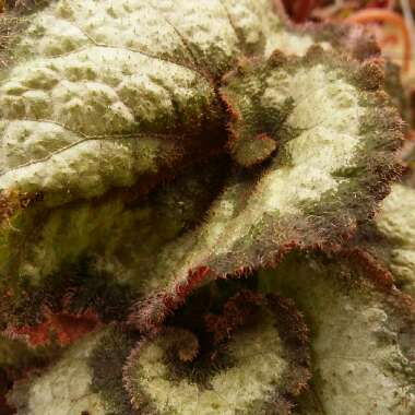 Begonia (Rex Cultorum Group) 'Escargot' syn. Begonia rex 'Escargot'