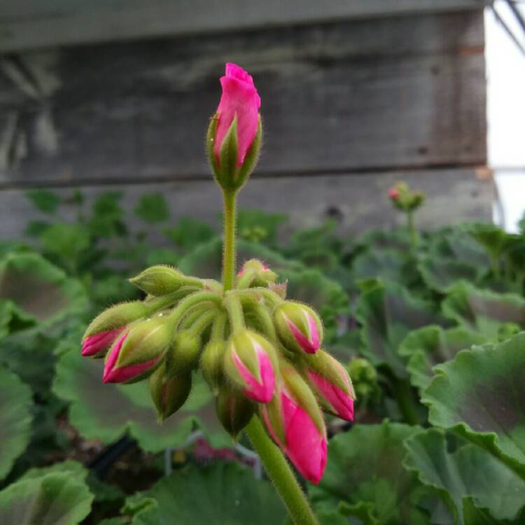 Plant image Geranium