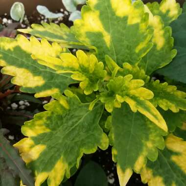 Solenostemon scutellarioides  syn. Plectranthus scutellarioides, Coleus scutellarioides, Coleus blumei