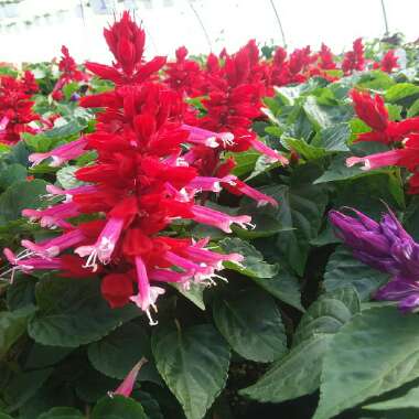 Salvia splendens 'Vista Mix'