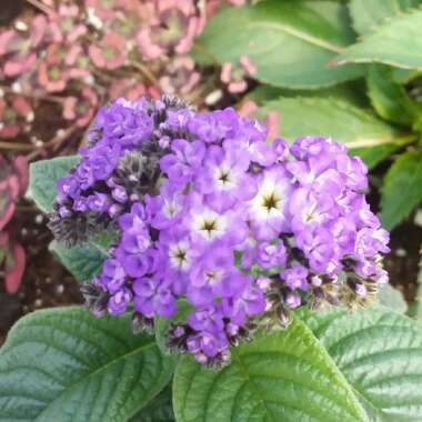 Heliotropium arborescens 'Marine'