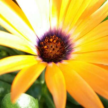 Osteospermum 'Orange Symphony'