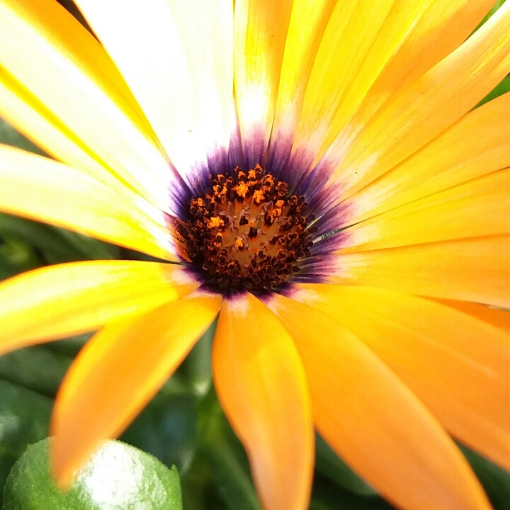 Plant image Osteospermum 'Orange Symphony'