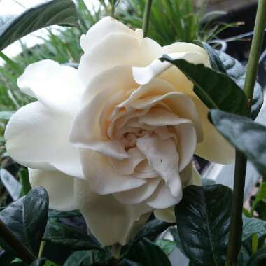 Gardenia