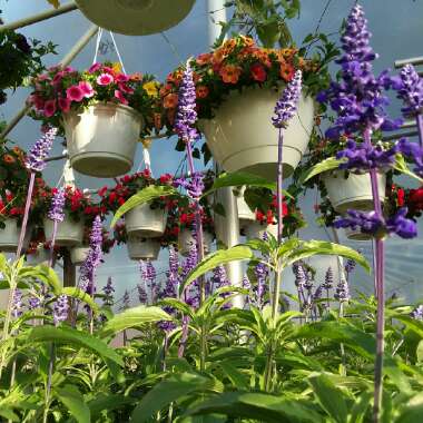 Salvia farinacea 'Victoria Blue'