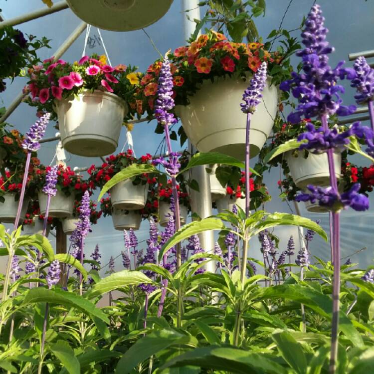 Plant image Salvia farinacea 'Victoria Blue'