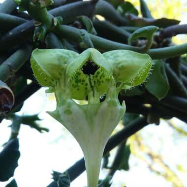 Ceropegia Sandersonii X Nilotica