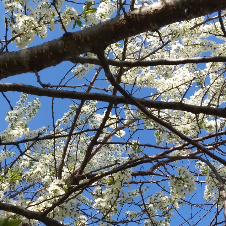 Plant image Prunus domestica