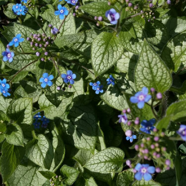 Plant image Brunnera macrophylla