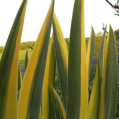 Iris pallida 'Aureo-Variegata'