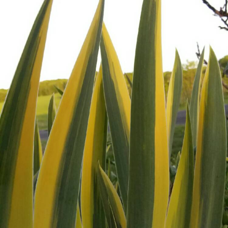 Plant image Iris pallida 'Aureo-Variegata'