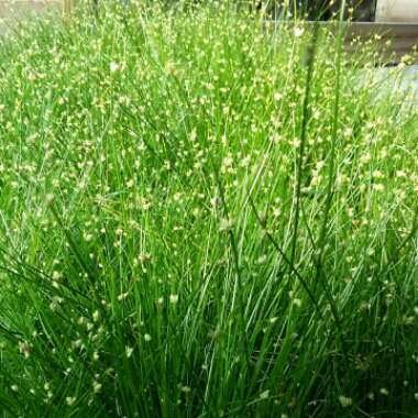 Isolepis Cernua 'Fairy Lights'