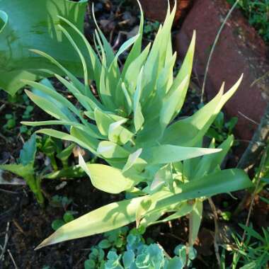 Fritillaria persica 'Adiyaman'