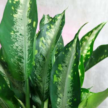 Dieffenbachia