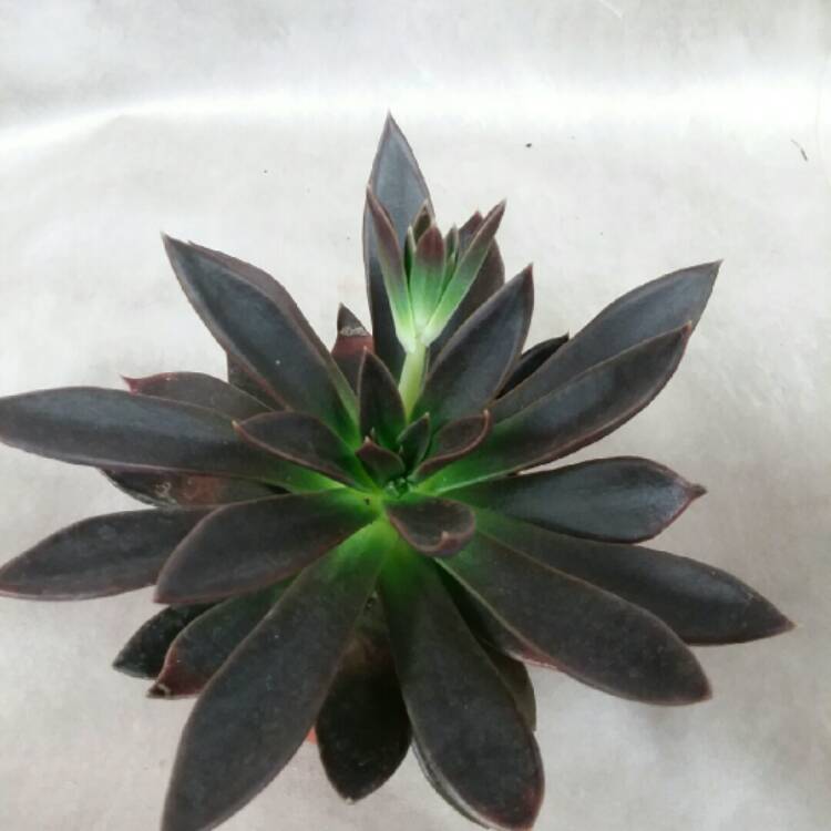 Plant image Echeveria Serrana