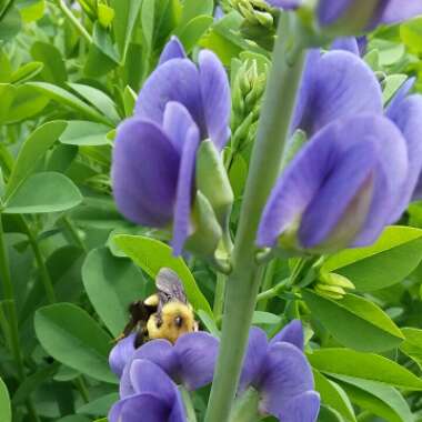 Baptisia australis