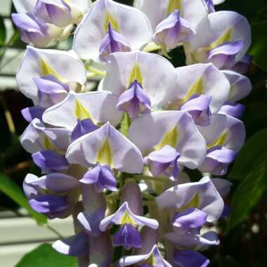 Wisteria frutescens var. macrostachya 'Blue Moon'