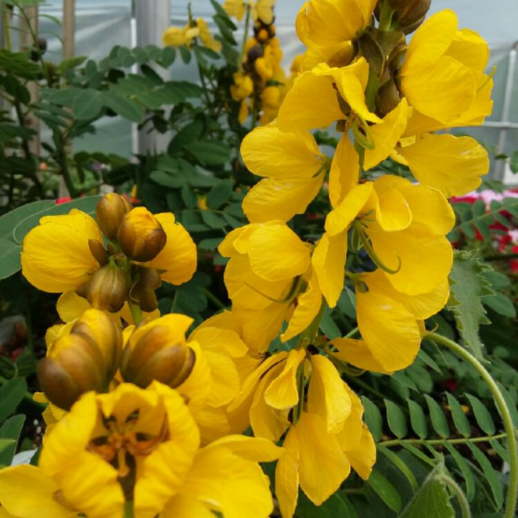 Plant image Senna didymobotrya syn.Cassia didymobotrya