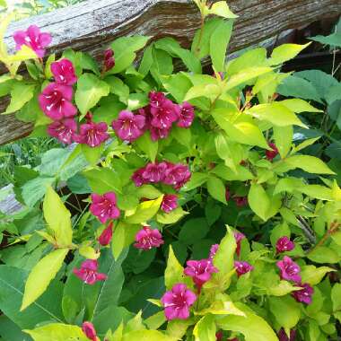 Weigela 'Olympiade' syn. Weigela 'Briant Rubidor', Weigela 'Rubidor', Weigela 'Rubigold'