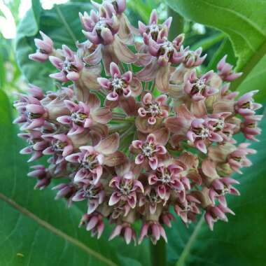 Asclepias syriaca