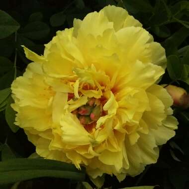 Paeonia 'Garden Treasure'