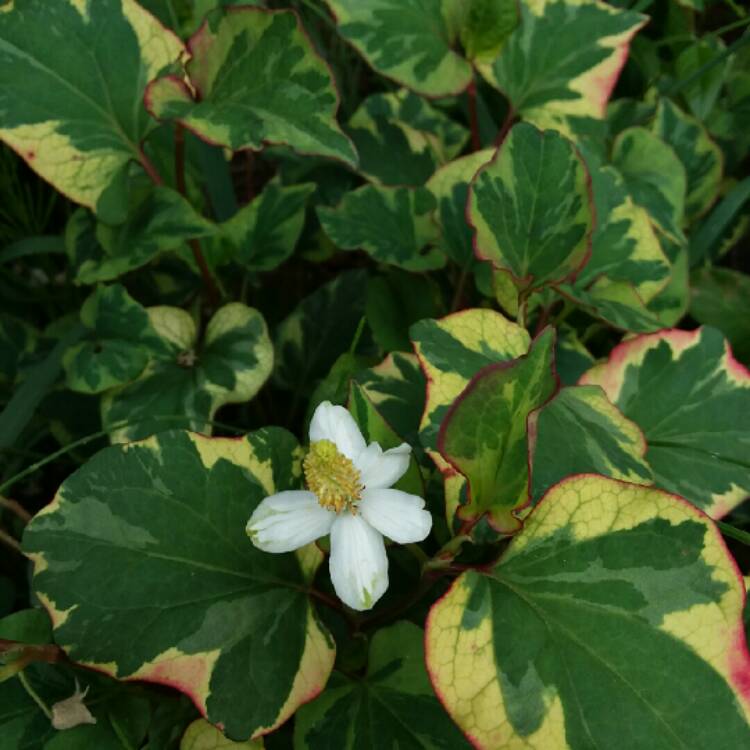 Plant image Houttuynia cordata 'Chameleon' syn. Houttuynia cordata 'Court Jester', Houttuynia cordata 'Flame', Houttuynia cordata 'Tricolour', Houttuynia cordata 'Variegata', Houttuynia foetida