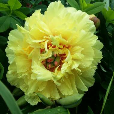 Paeonia 'Garden Treasure'