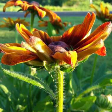 Rudbeckia