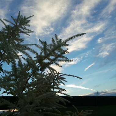 Aruncus dioicus