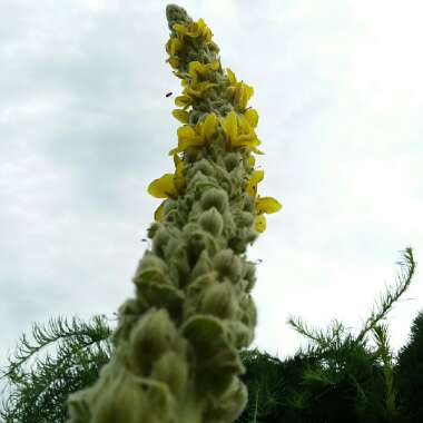 Verbascum thapsus