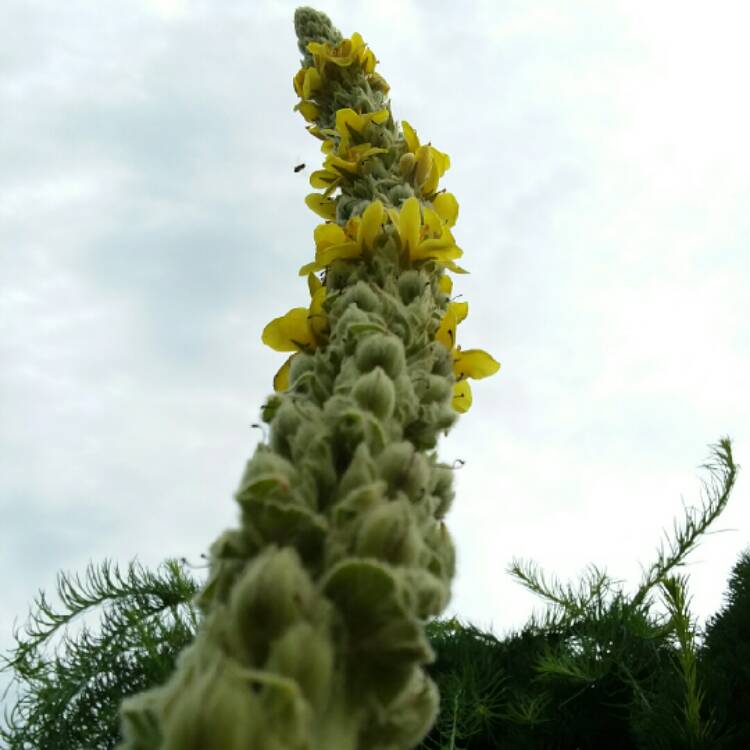 Plant image Verbascum thapsus