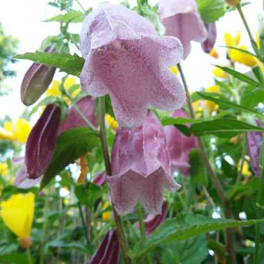 Campanula punctata 'Cherry Bells'