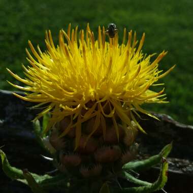 Centaurea macrocephala