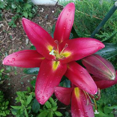 Lilium (Oriental)