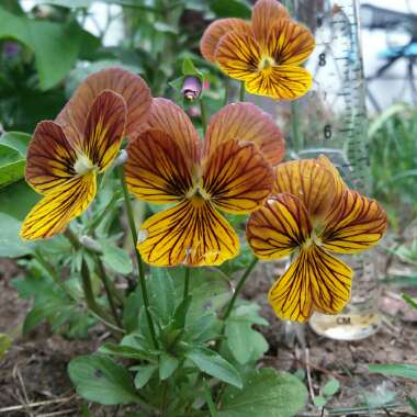 Viola 'Tiger Eyes'