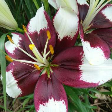 Lilium 'Tiny Padhye'