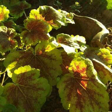 x Heucherella 'Solar Eclipse'