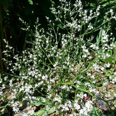 Limonium platyphyllum syn Limonium Latifolium