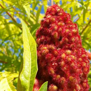 Rhus typhina 'Bailtiger' syn. Rhus typhina 'Tiger Eyes'