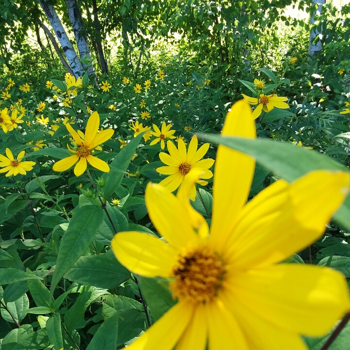 Plant image Heliopsis